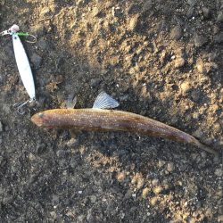 エソしかいません